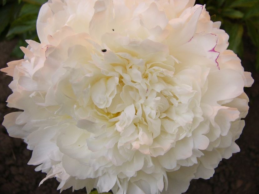 P1340718 - ANUL 2017 VIII