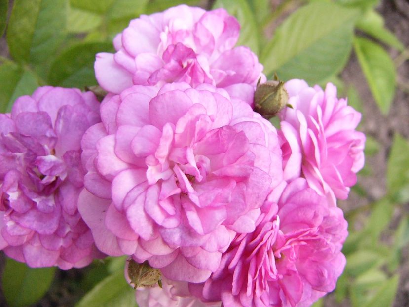 P1340756 - ANUL 2017 VIII