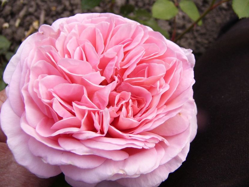 P1340759 - ANUL 2017 VIII