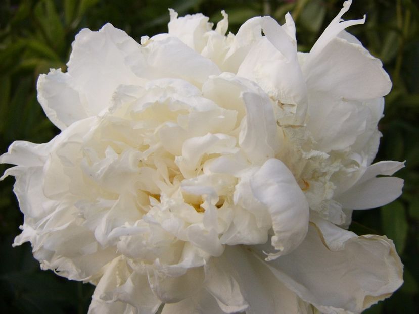 Paeonia Norma Voltz - ANUL2017 IX