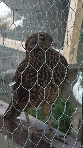 fazanita termik - FAZANI