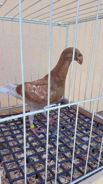 received_1853844808269803 - 5 tineret 2017