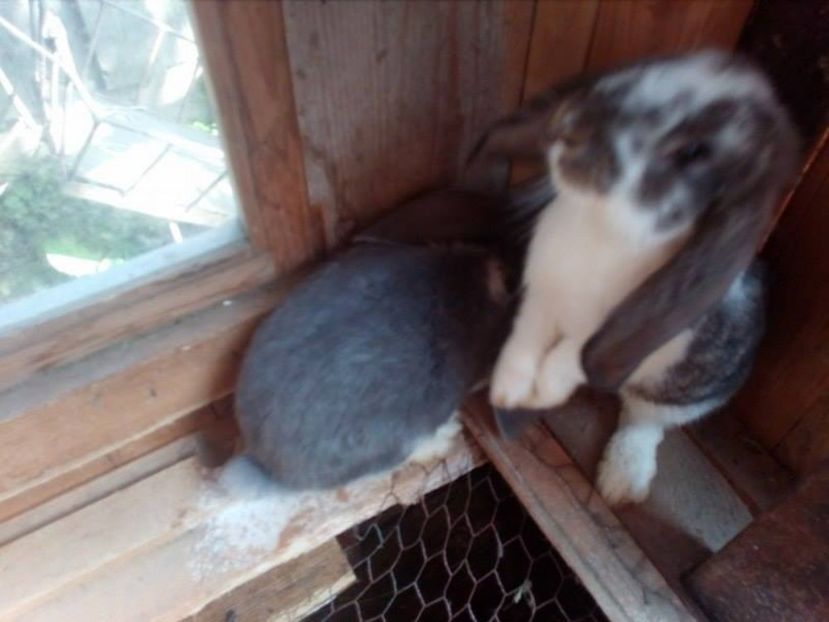  - Iepuri berbec - german