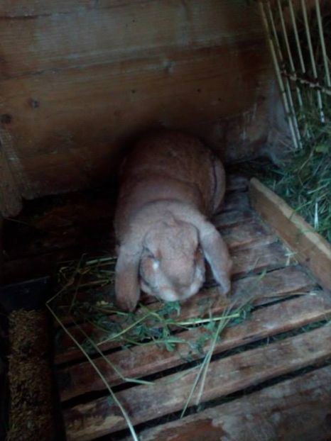  - Iepuri berbec - german