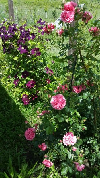 Rosarium Uertesen si W N - Trandafiri 2017
