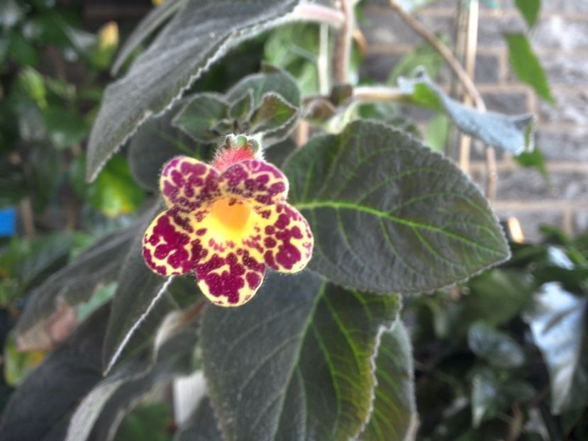 WIN_20170605_074319 - g_kohleria