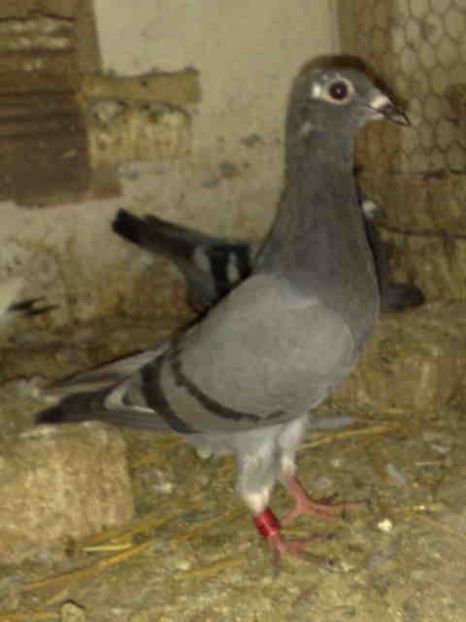 acelasi 94 - X-Porumbei vinduti