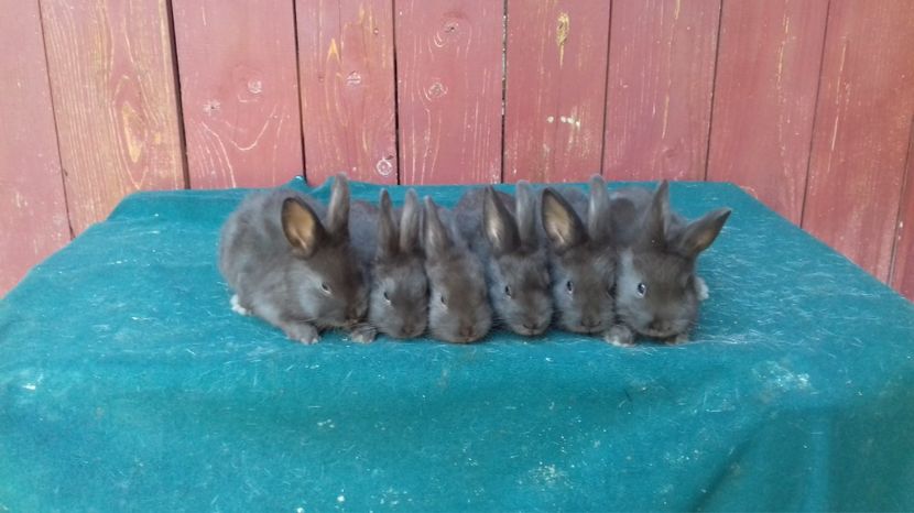 pui la 1,5 luni - feme 1