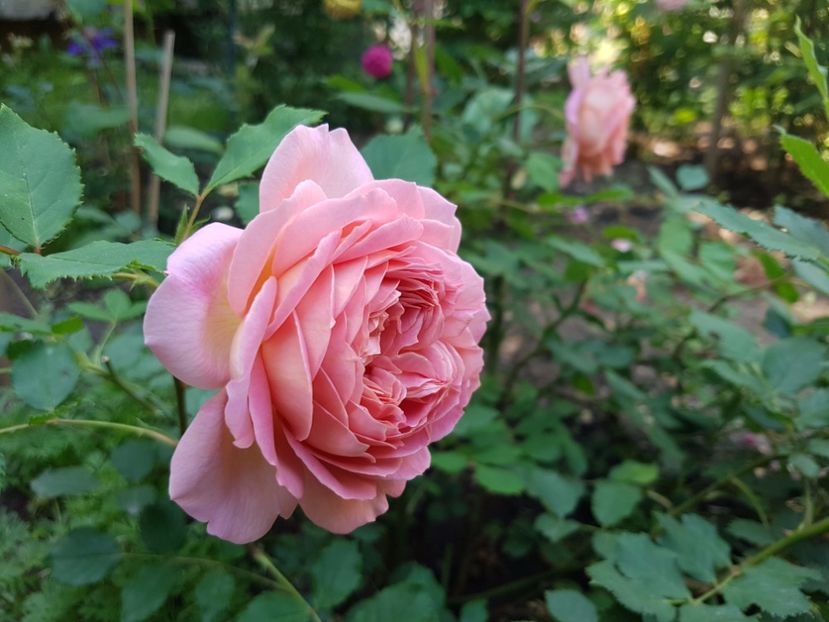  - jubilee celebration