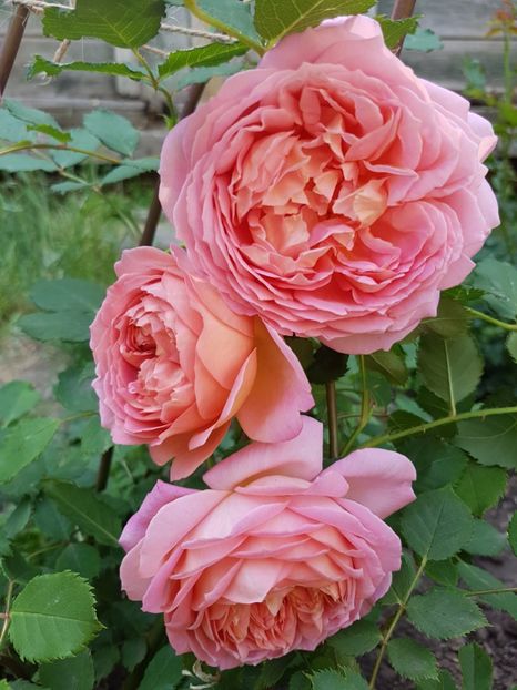  - jubilee celebration