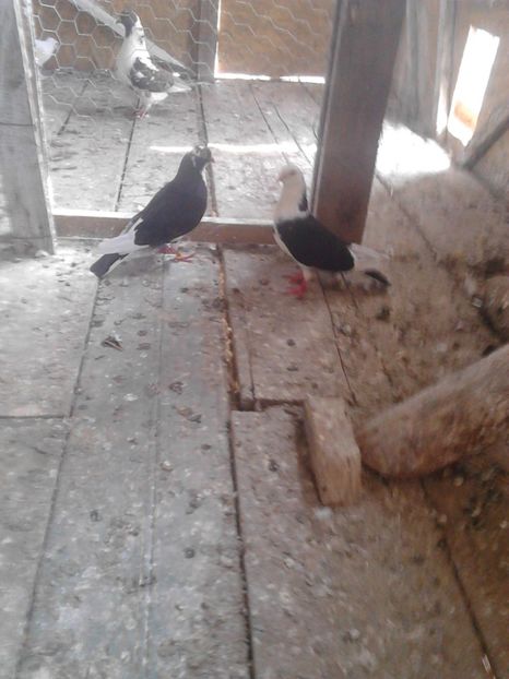  - Jucatori matca 2017