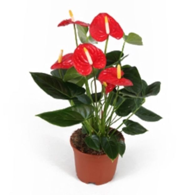  - Anthurium