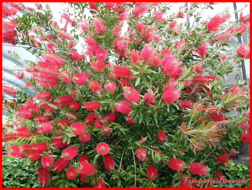  - Callistemon