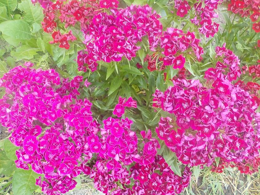  - dianthus