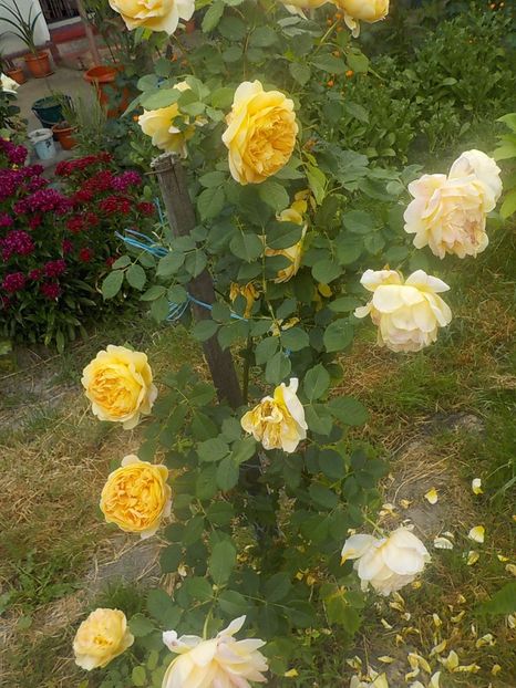  - golden celebration