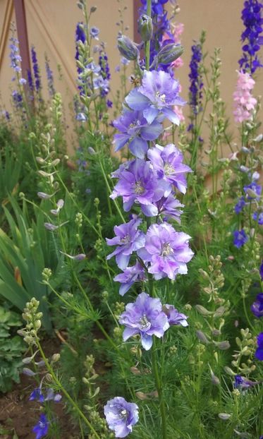  - Delphinium si nemtisor