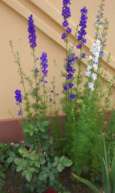  - Delphinium si nemtisor