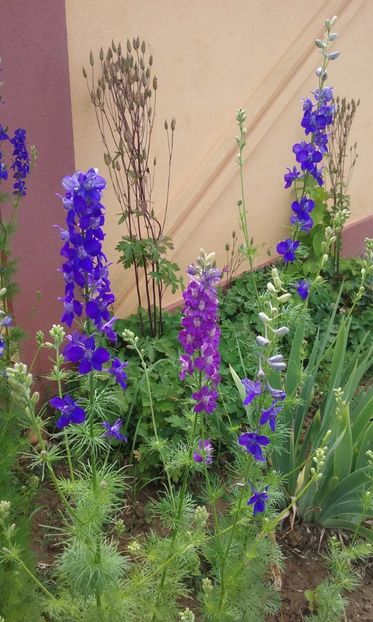  - Delphinium si nemtisor