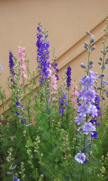  - Delphinium si nemtisor