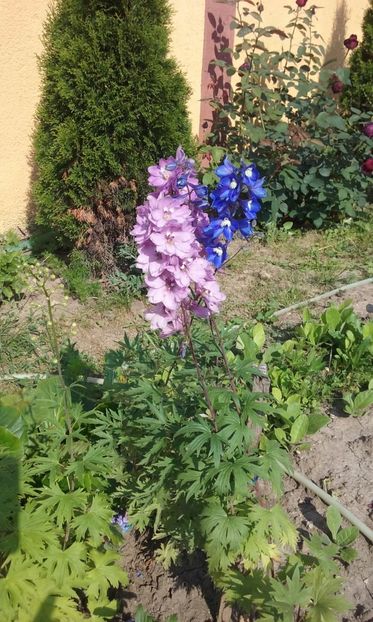  - Delphinium si nemtisor