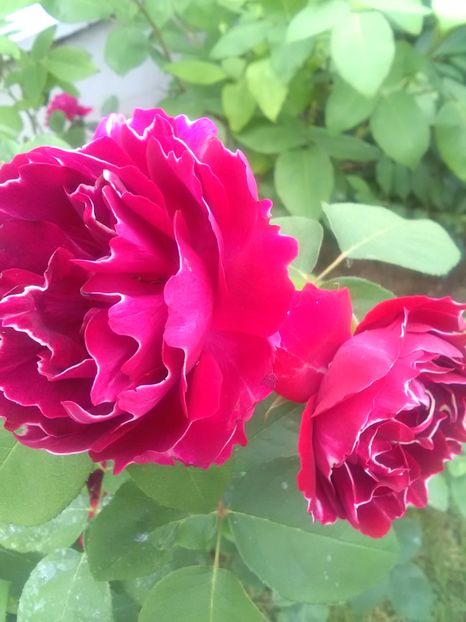  - Baron Jirod de L Ain