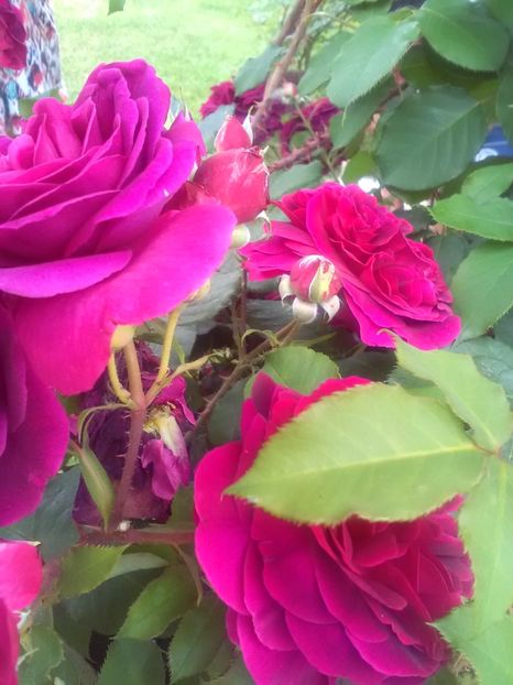  - William Shakespeare