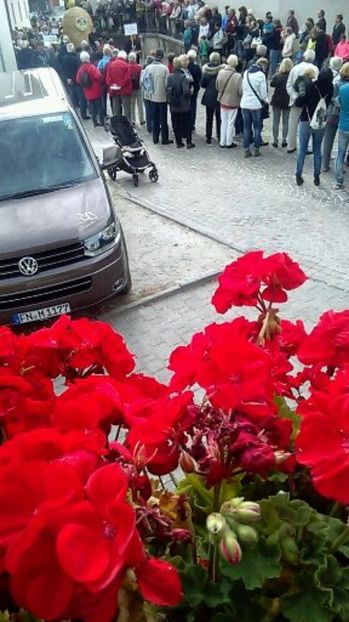 1476015622781[1] - pui de rata salbatica si pui de gaina de rasa