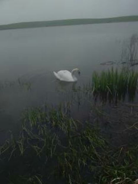 1492265736519[1] - pui de rata salbatica si pui de gaina de rasa
