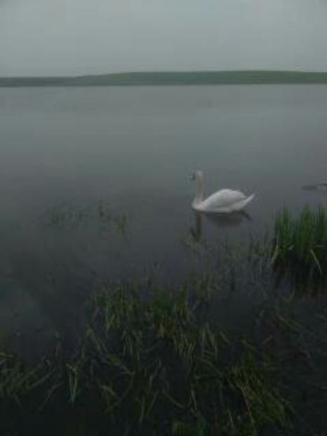 1492265736234[1] - pui de rata salbatica si pui de gaina de rasa