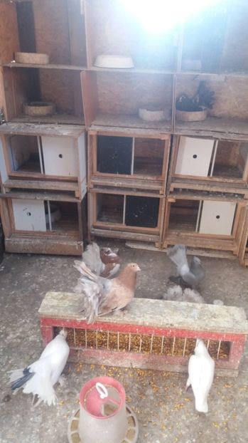 MG-LOFT - 3 VOLTATI INDIENI