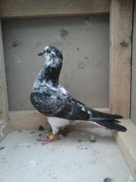 M (cazator) - porumbei vanduti