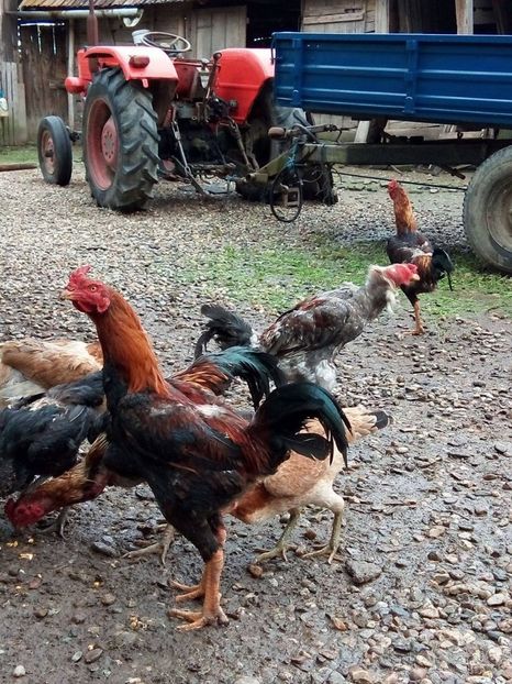 18947139_10212879044759543_559323264_o - Combatante  shamo 2017