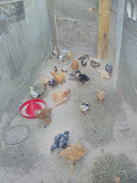  - pui de rata salbatica si pui de gaina de rasa