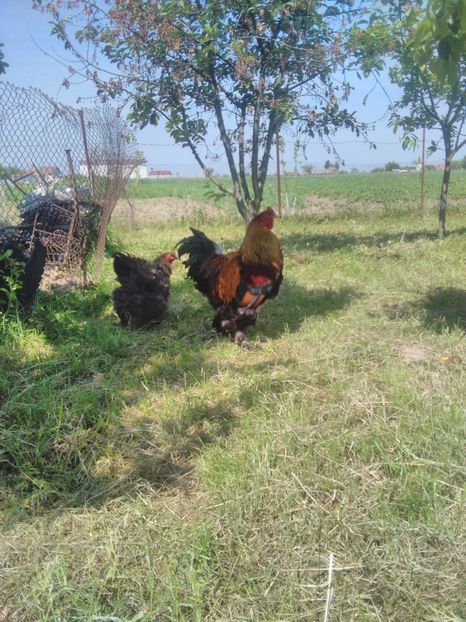  - brahma potarnichiu