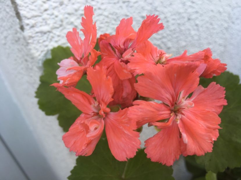 Diana Palmer - Muscate colectie