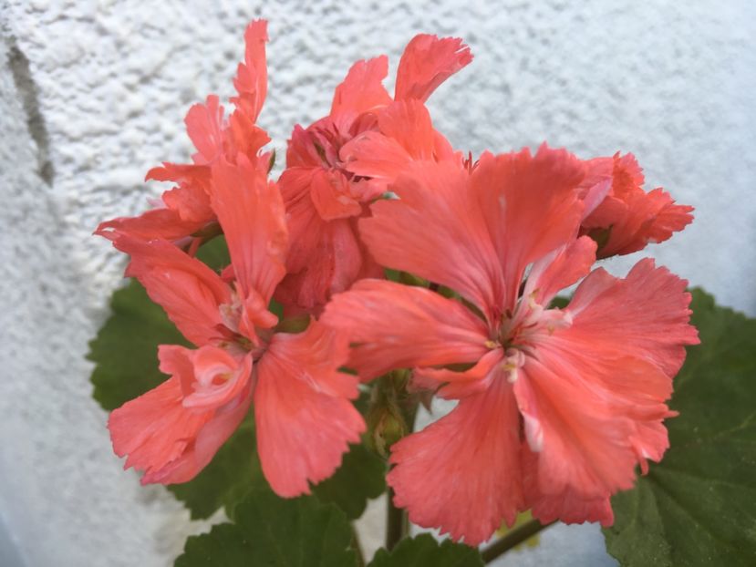 Diana Palmer - Muscate colectie