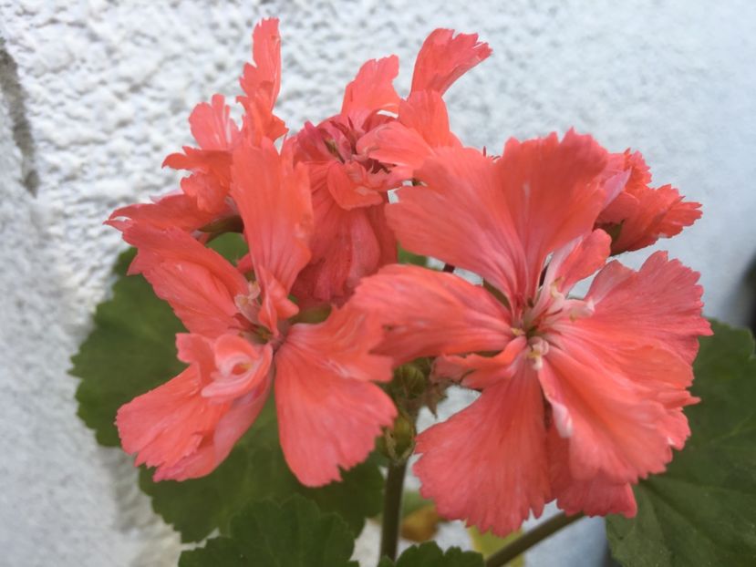 Diana Palmer - Muscate colectie