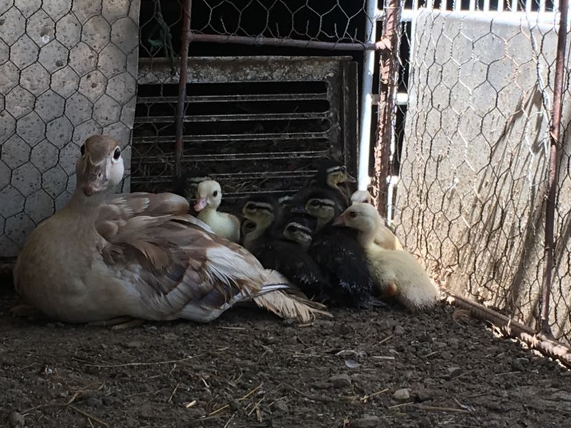 Caroline - Tineret 2017