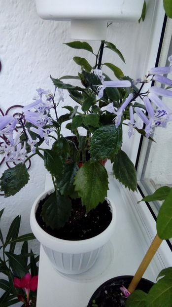 Plectranthus Mona Levander - Alte flori si plante