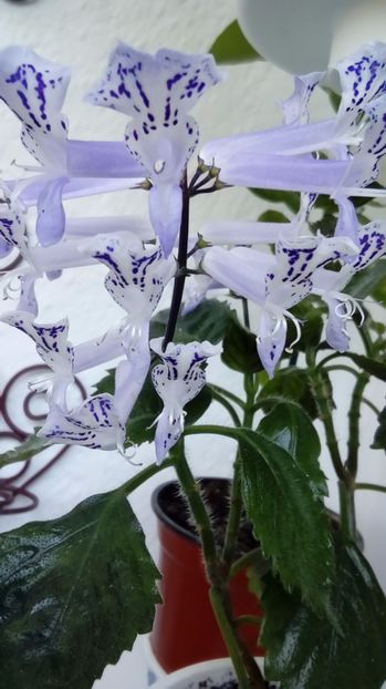  - Alte flori si plante