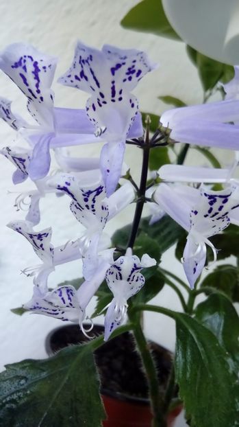  - Alte flori si plante