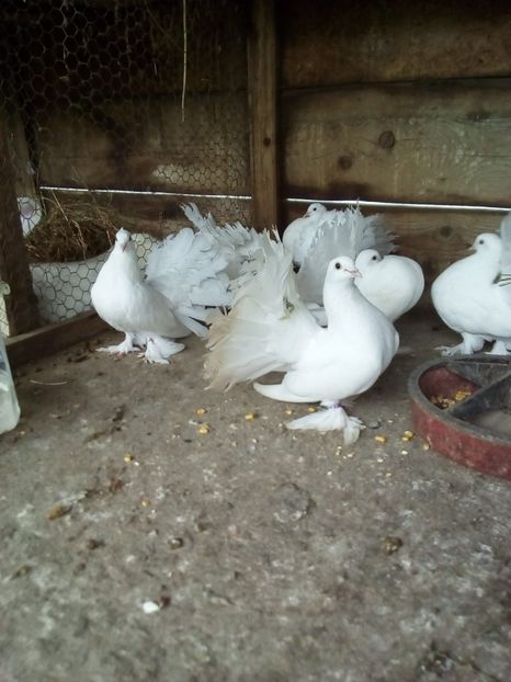  - voltati maghiari albi 2021