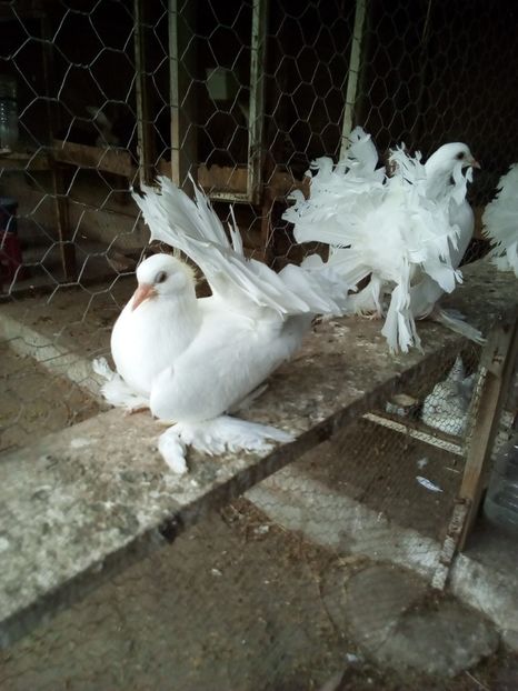  - voltati maghiari albi 2021