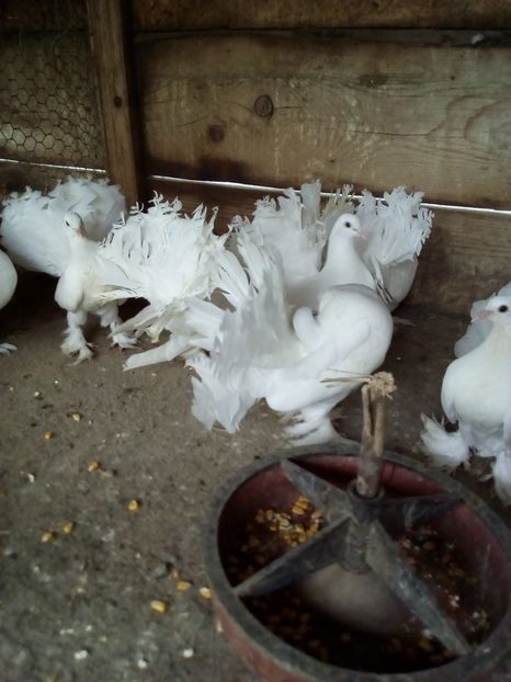  - voltati maghiari albi 2021