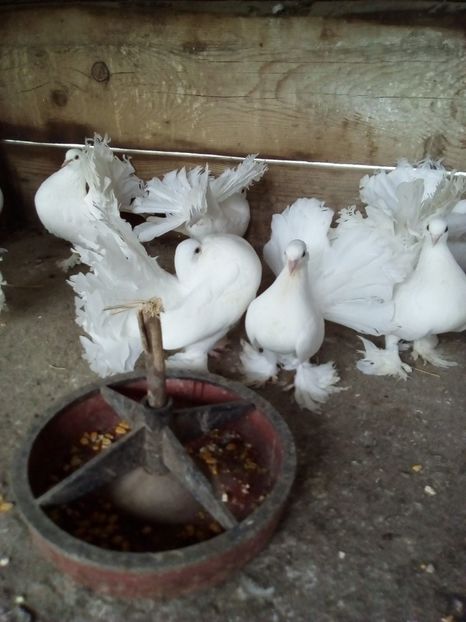  - voltati maghiari albi 2021