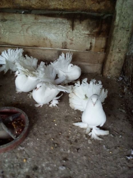  - voltati maghiari albi 2021