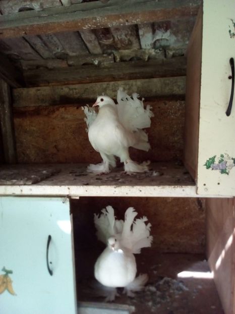  - voltati maghiari albi 2021