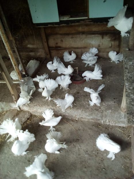  - voltati maghiari albi 2021