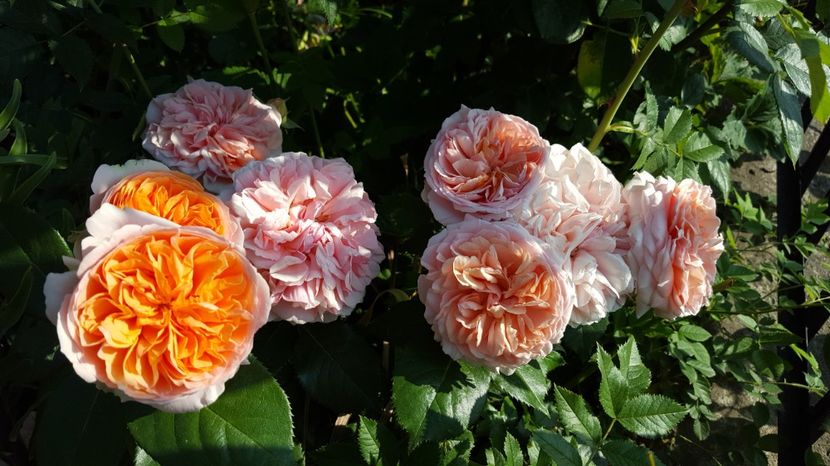  - Tantau -Chippendale rose