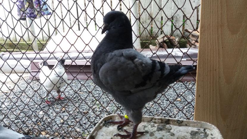 20170601_155701[1] - pui 2017